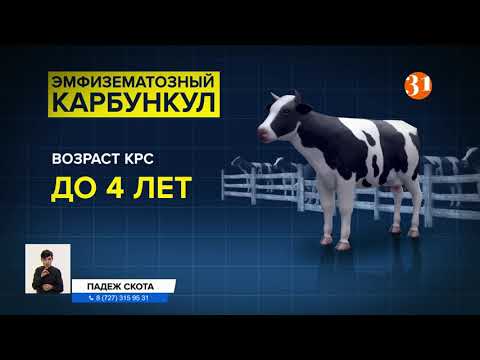 Видео: В Актюбинской области падеж скота из-за особо опасной болезни