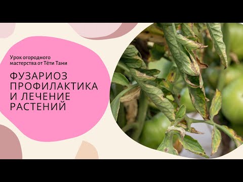 Видео: 917. ФУЗАРИОЗ. Профилактика и лечение.
