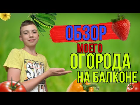 Видео: ОБЗОР МОЕГО ОГОРОДА НА БАЛКОНЕ! *скоро второй урожай!*