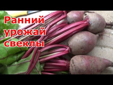 Видео: Урожай ранней свеклы через рассаду. Как вырастить раннюю свеклу в теплице.