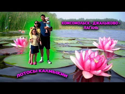 Видео: Лотосы в Джалыково!)