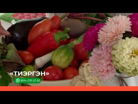 Видео: «Тиэргэн» биэриигэ: сибэкки үүннэриитин туһунан 2-с чааһа (16.08.22)