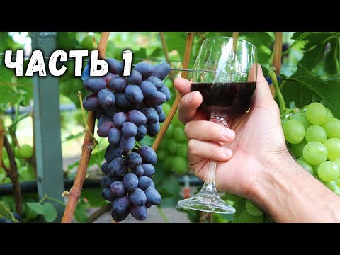 Видео: 🍷  Приготовление домашнего вина  из винограда "кишмиш Юпитер" Часть1 🍇