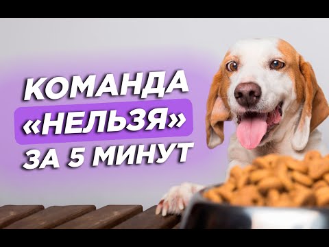 Видео: Команда НЕЛЬЗЯ: как быстро научить собаку | советы кинолога ЛавГав