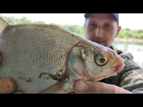 Видео: Дон , Рыбалка, Донки...