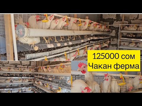 Видео: Мини ферма 125000с#тоок#ош #баткен #бишкек #ноокат #озгон #чуй #жалалабад #ысыккол #лейлек #аксы