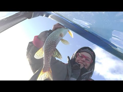 Видео: ОСЕННЯЯ Рыбалка на КОЛЬСКОМ с Ночёвкой Сентябрь 2023 #кольский #dizzy51style #рыбалка