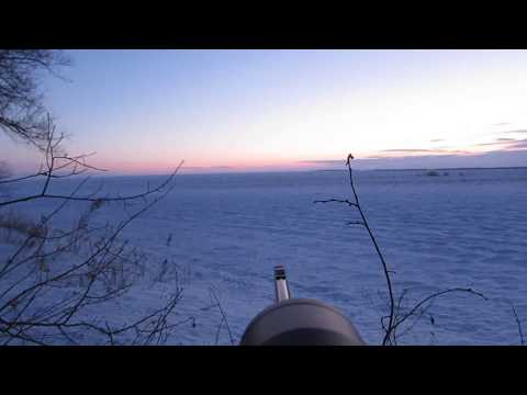 Видео: Охота на лис!На ловца и зверь бежит!:)Excellent fox hunting