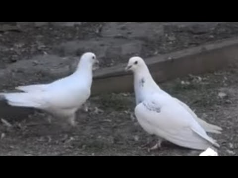 Видео: Тренировка молодых голубей! Голубятник в гостях!