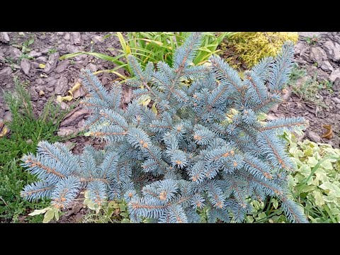 Видео: 🌲Ялини в нашому садочку🌲
