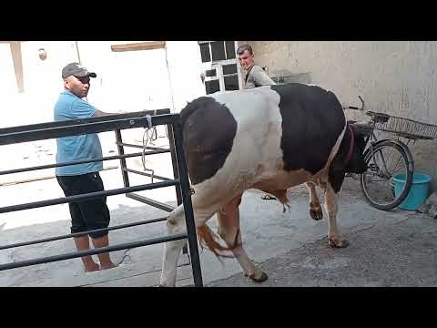 Видео: Самарканд тарози хизмати 93.3085087  4 июля 2025 г.