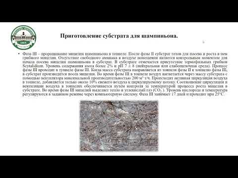 Видео: Технология выращивания шампиньона часть 2