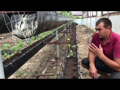 Видео: 78/20 Через сколько можно собирать клубнику после высадки? Клубника на стеллажах. Ягода Клубники!