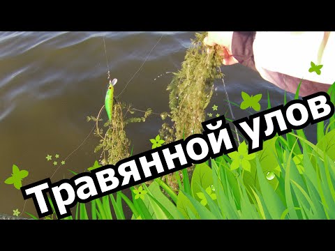 Видео: А в Подмосковье Ловятся (Ростов , Озеро Неро Lake Nero)