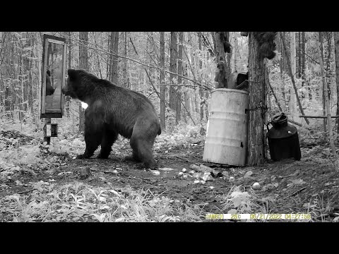 Видео: Видео о том, как медведь встретил зеркало в лесу.