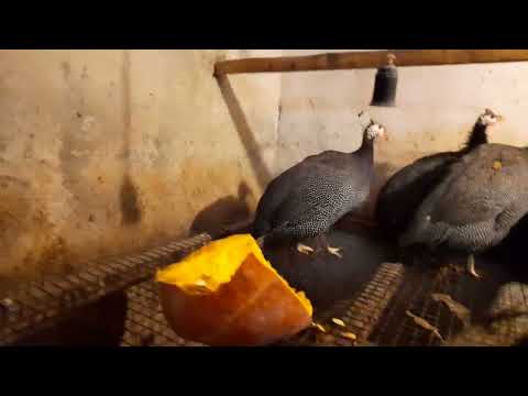 Видео: Цесарки. Уход, кормление и разведение.