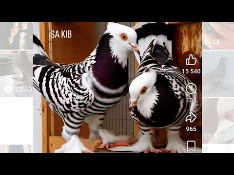 Видео: Узбекские голуби Pigeons الحمام Tauben  merpati کبوتر 鴿子 ハトkaʙūtar güvercinler porumbei 13/11/25