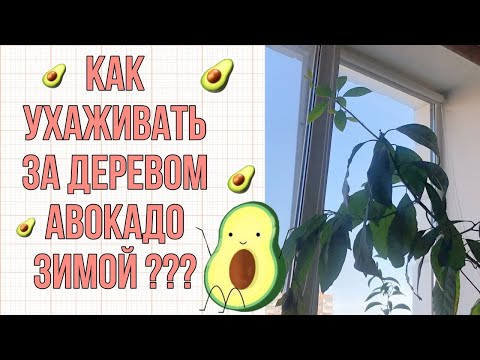 Видео: КАК УХАЖИВАТЬ ЗА АВОКАДО ЗИМОЙ?? /LUCHEK_