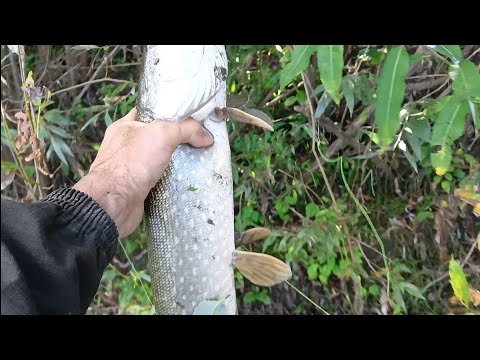 Видео: Закидушки(поставушки) на хищников.Проверка28.08.25г.