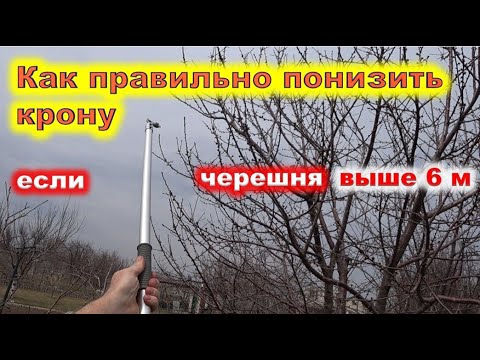 Видео: Как СНИЗИТЬ КРОНУ ЧЕРЕШНЕ выше 6м