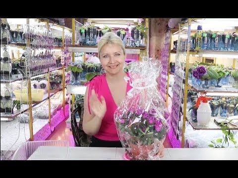 Видео: БЕЗУМНЫЙ ЦВЕТОВОД ))) Как я работаю с цветами каждый божий день