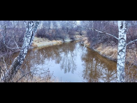 Видео: Канадский волк   гибрид  3 ноября 2025