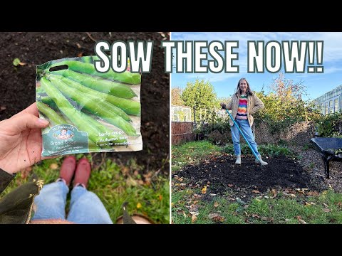 Видео: ПОСЕЙТЕ ЭТО СЕЙЧАС, ЧТОБЫ ПОЛУЧИТЬ ОТЛИЧНЫЙ ВЕСЕННИЙ УРОЖАЙ! / САДОВОДСТВО НА ОГОРОДЕ ВЕЛИКОБРИТАНИИ