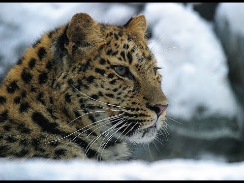 Видео: Прощание с Актером