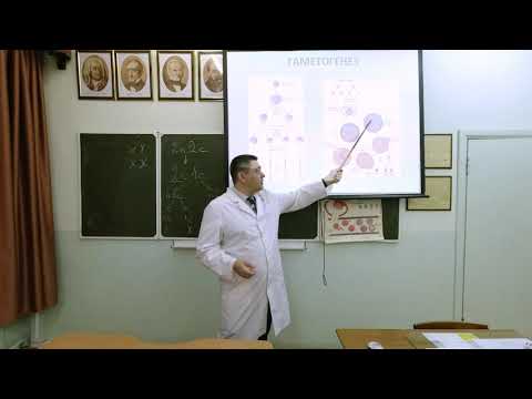 Видео: Половая система. гаметогенез