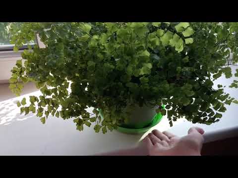 Видео: Папоротник АДИАНТУМ или ВЕНЕРИН ВОЛОС Уход в домашних условиях.