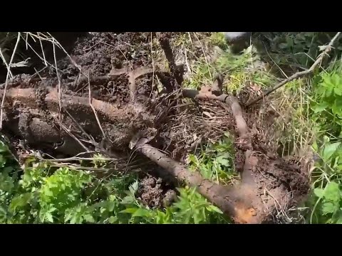 Видео: Такого Вы ещё не видели. #металлокоп #копметаллолома #заработок #коп #металлоискатель