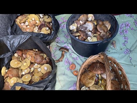 Видео: Вот сколько Грибов нашли,но как мы их искали и где,это нужно просто видеть! От добра добра не ищут!