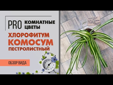 Видео: Растение полезное для дома? Хлорофитум Комосум пестролистный