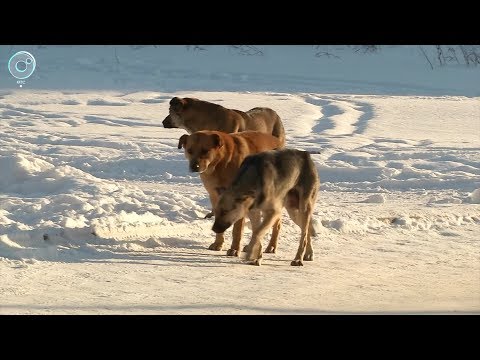 Видео: В Пашино дикие собаки нападают на детей. Как защитить ребёнка, если опасность за каждым углом?