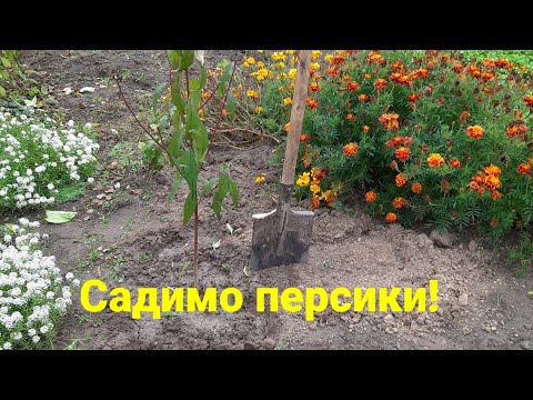 Видео: Як посадити персик восени - щоб прижився і дав урожай!