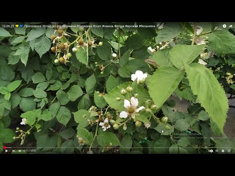 Видео: 13.06.25 💛💙 Прогулянка .Огляд  15 сортів ожини.#саджанці #сорт #ожина #ягода #врожай #безшипна