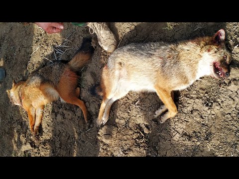 Видео: Відстріл шакала 25 02 24 р.Закриття