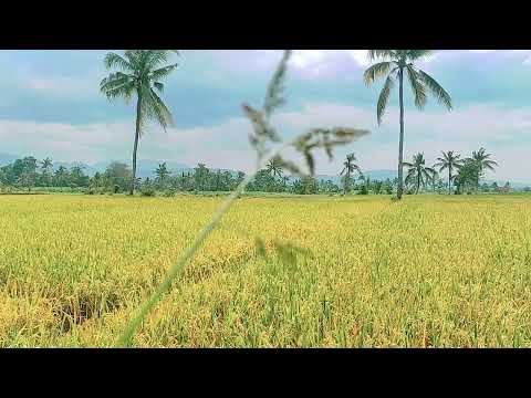 Видео: Аллаһу Әкбар, мен саған барлық мақтаулар мен шүкірлерді айтамын