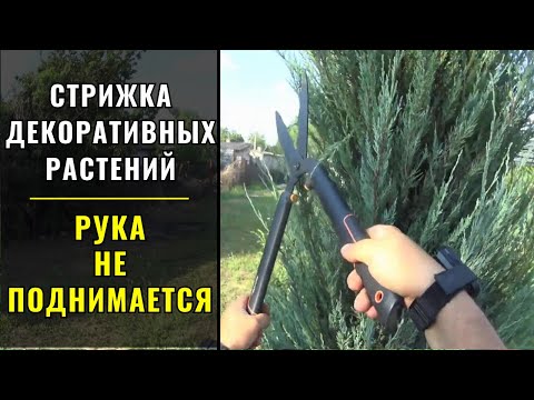 Видео: Стрижка // формирование декоративных растений.