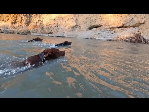 Видео: Бесстрашные питбули покоряют горную речку! На грани нервного срыва! Красивые прыжки питбулей в речку
