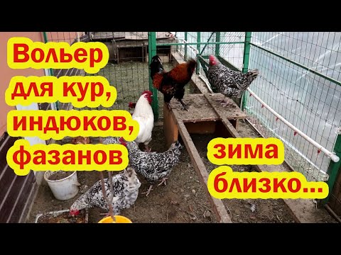 Видео: Как живут в уличном вольере мои птицы: индюки, куры, фазаны
