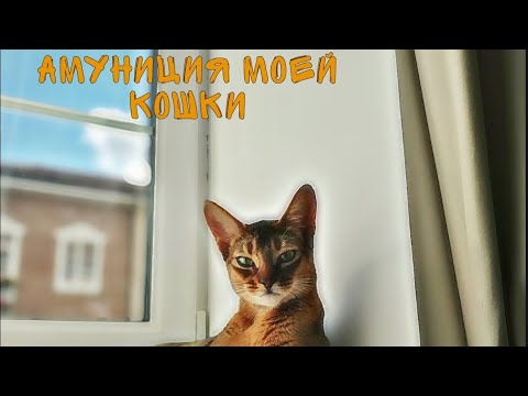 Видео: Амуниция моей кошки🐱