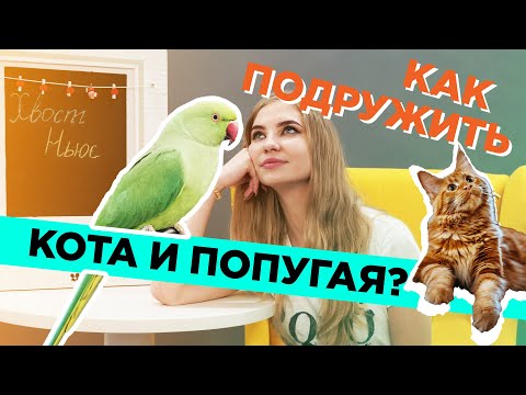 Видео: Как подружить кота и попугая?