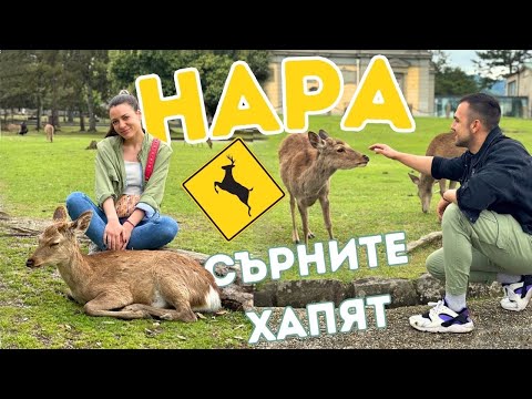 Видео: 🇯🇵НАПАДНАХА ни СЪРНИ 😱 Диво и Красиво в НАРА, Япония