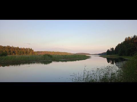 Видео: р Желча