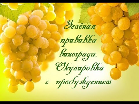 Видео: Зелёная прививка винограда. Окулировка с пробуждением