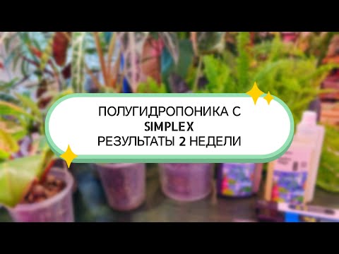 Видео: ПОЛУГИДРОПОНИКА С SIMPLEX РЕЗУЛЬТАТЫ 2 НЕДЕЛИ 