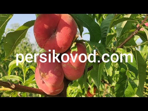 Видео: Персик Плане Делішес (Plane ® Delicious) persikovod.com