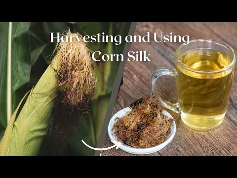 Видео: Сбор, хранение и использование кукурузных рылец: приготовление лекарственных трав