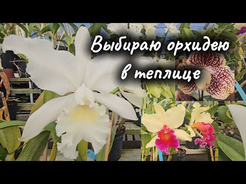 Видео: Коллекционные ОРХИДЕИ/ Теплицы Франции